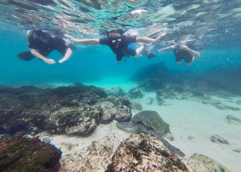 Galapagos gay cruise snorkelling with sea turtles