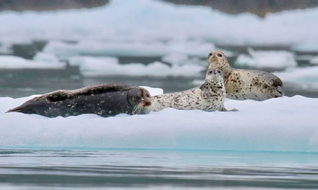 Seals photographed by our Director of Operations from our Alaska cruise ship.