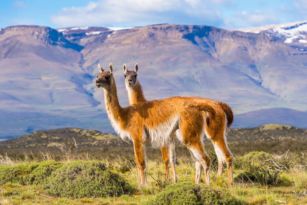Chile_Two_Guanacos