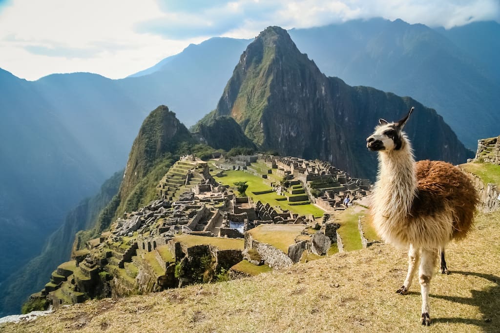 Gay, Peru, Machu Picchu, Travel, Llama