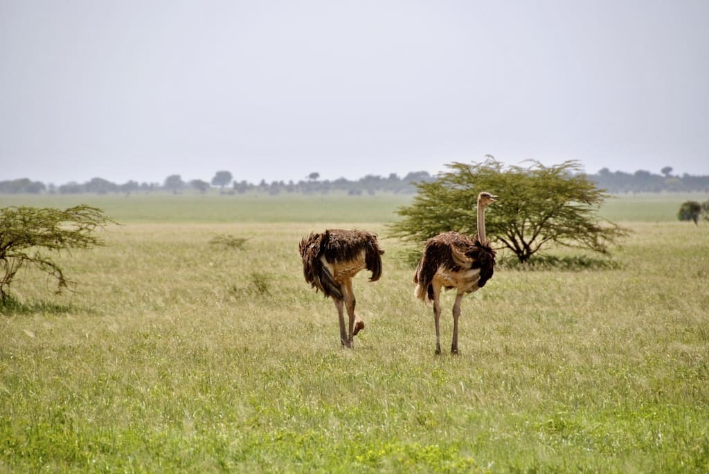 Gay, Safari, Kenya