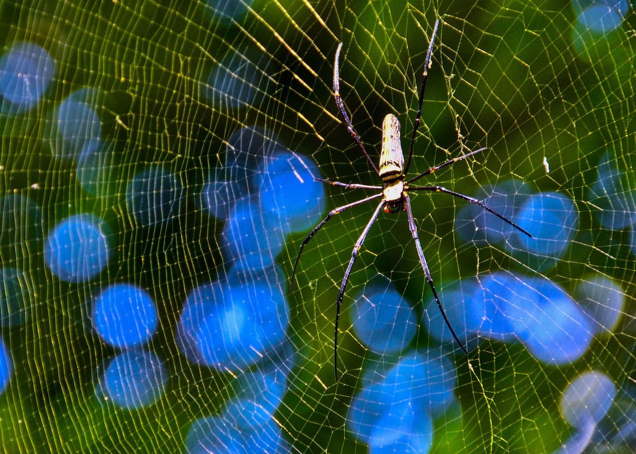 A large spider resting in its web near Kuang Si Falls, Laos.