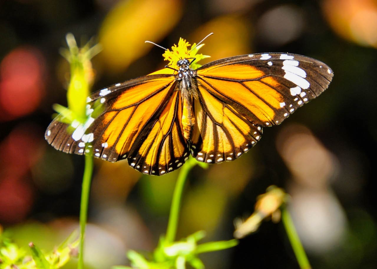 A monarch butterfly drinking nectar in Laos.