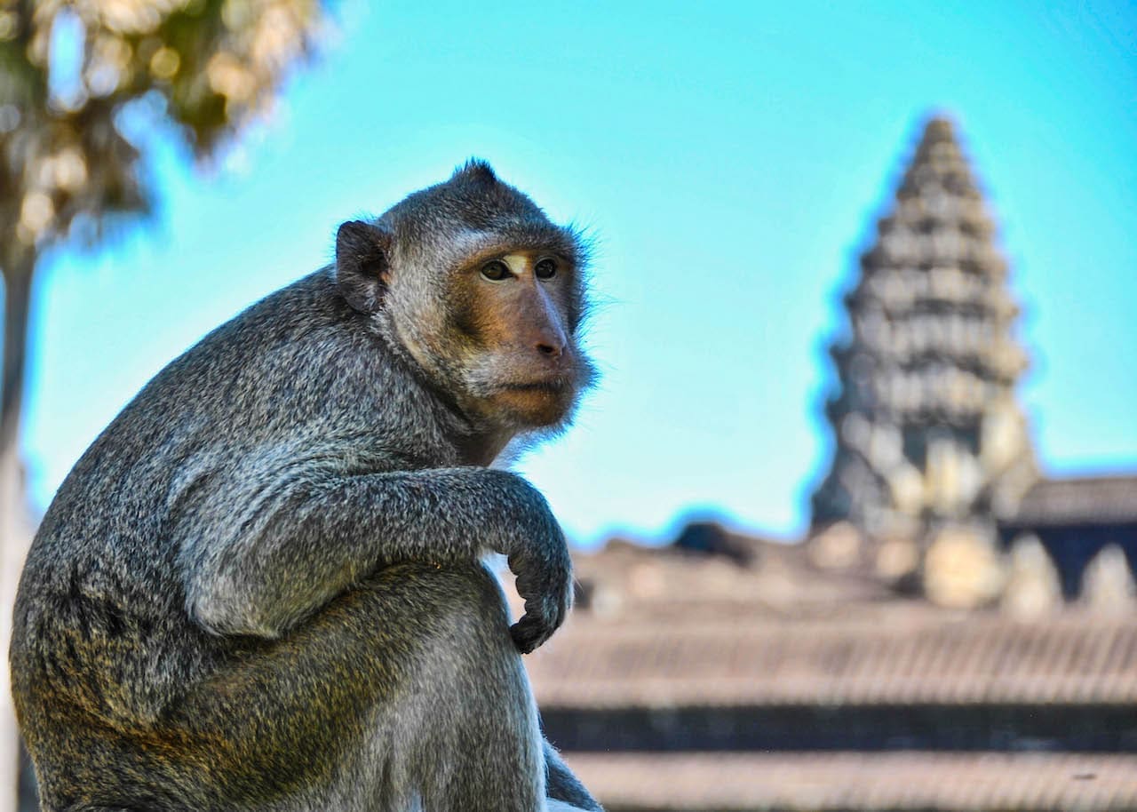 A mischievous monkey sitting in front of Angkor Wat.