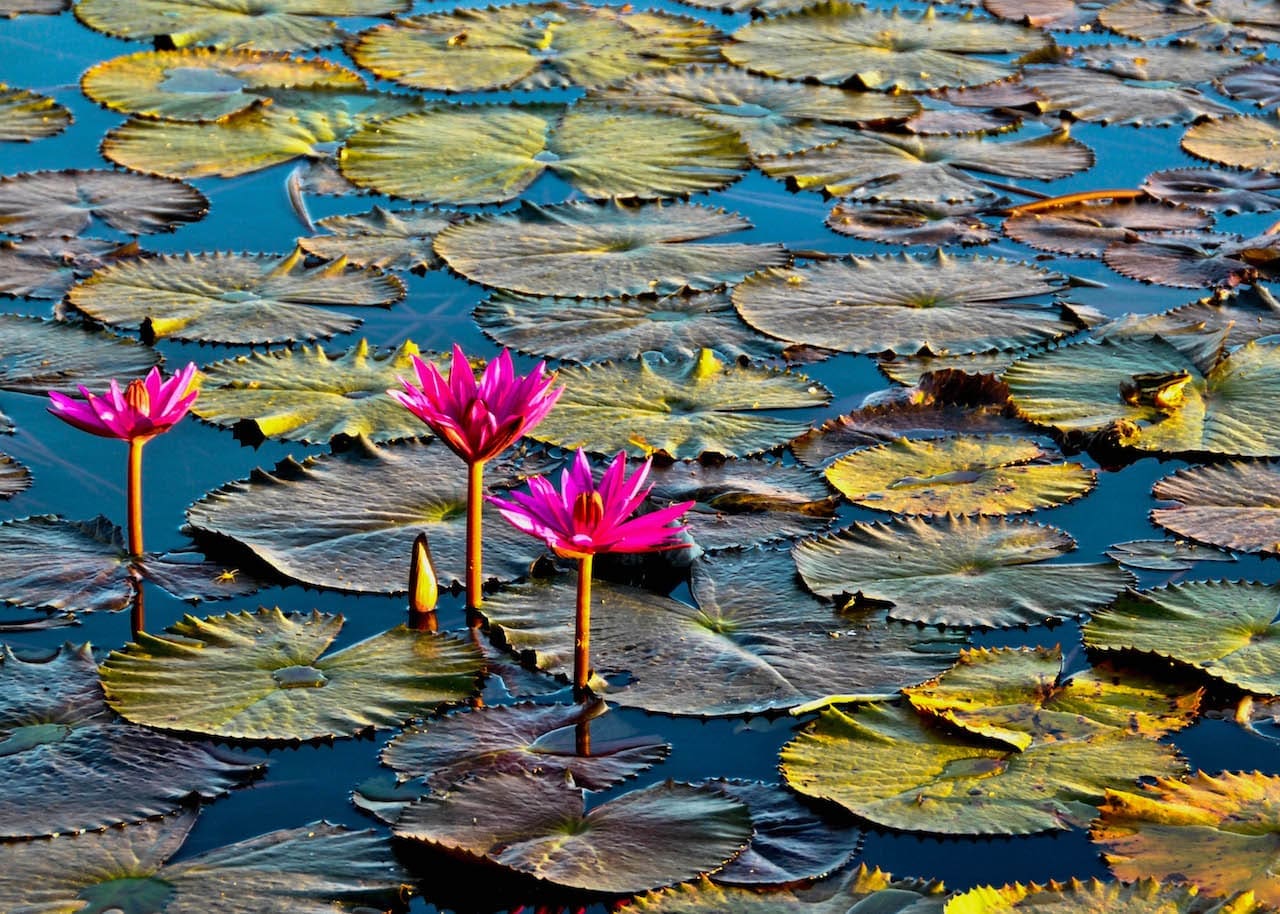 Three beautiful water lilies in full bloom in Cambodia.