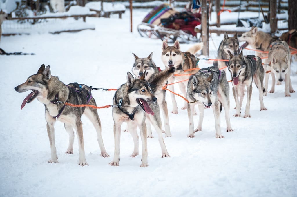 A team of husky's get ready to pull a dog sled in Finland's northern province.