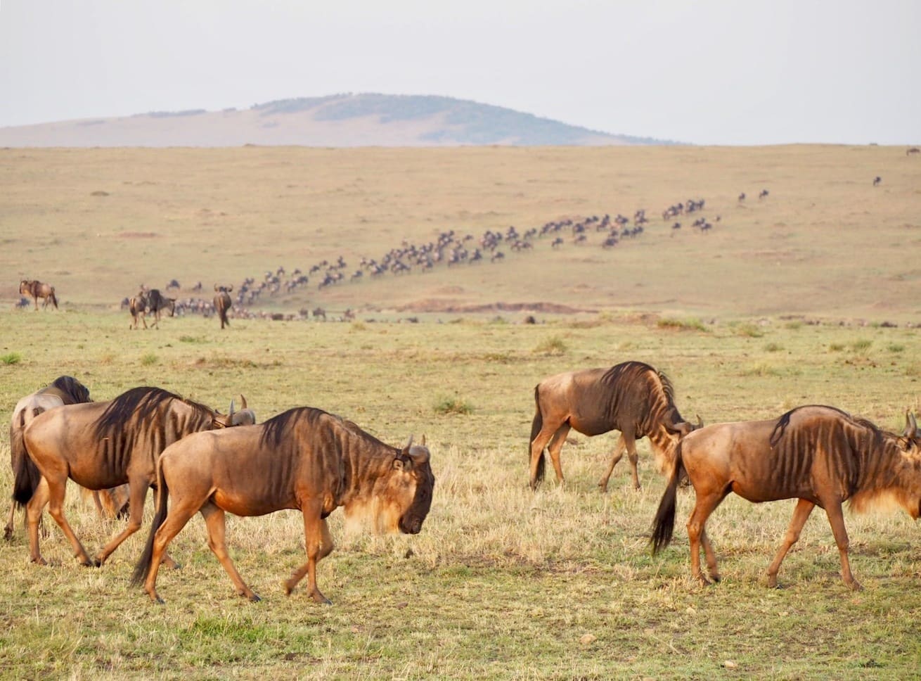The Great Wildebeest Migration taking place in the Masai Mara.