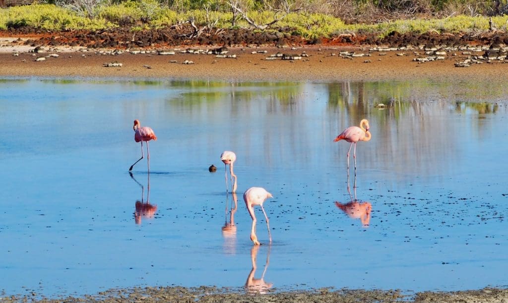 Flamingoes in Galapagos