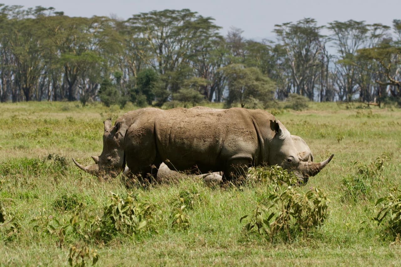 Black rhinos in the Masai Mara.