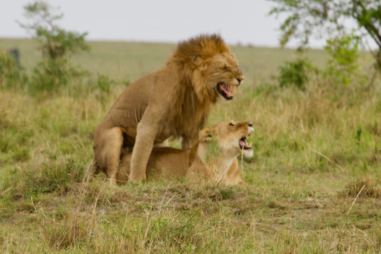 Two lions having sex in the savannah.