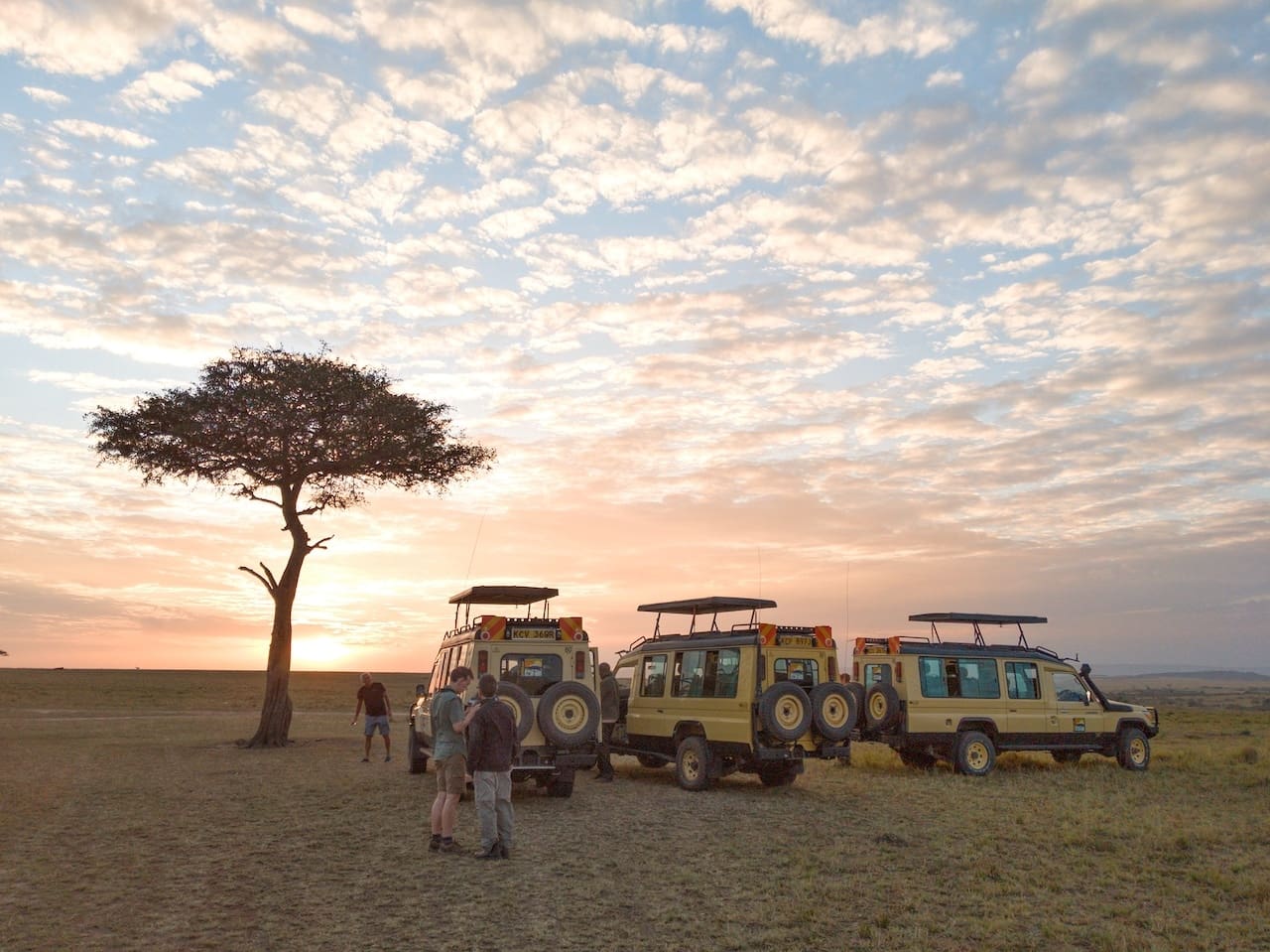 A sunset behind three safari vehicles and a lone acacia tree.