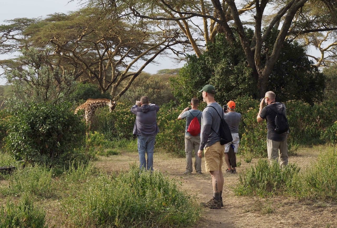 A group of photographers take pictures of a nonchalant giraffe.