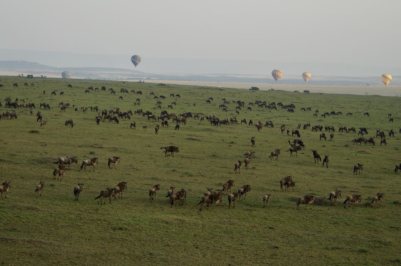 Hot air balloons gently float about the Great Wildebeest Migration in the Masai Mara, Kenya.