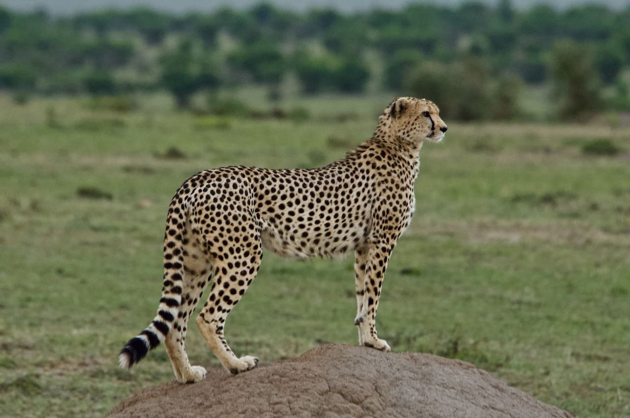 A cheetah stands on alert in the Masai Mara.
