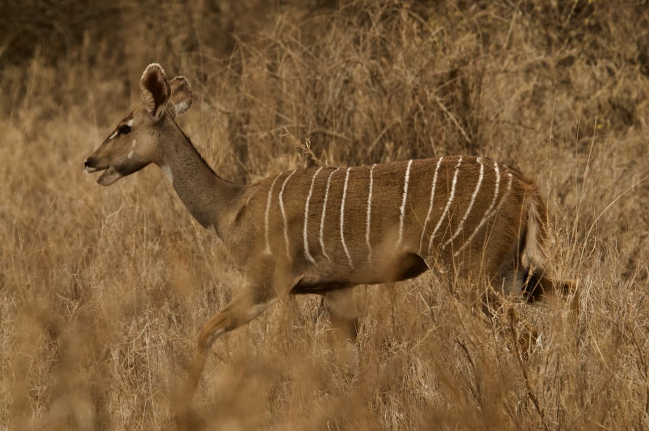 Kenyan wildlife.