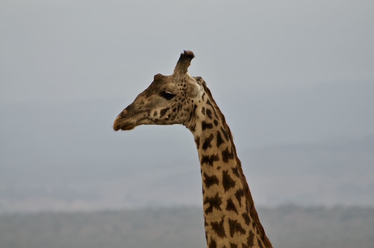 The head of a giraffe is silhouetted against a grey Kenyan sky.