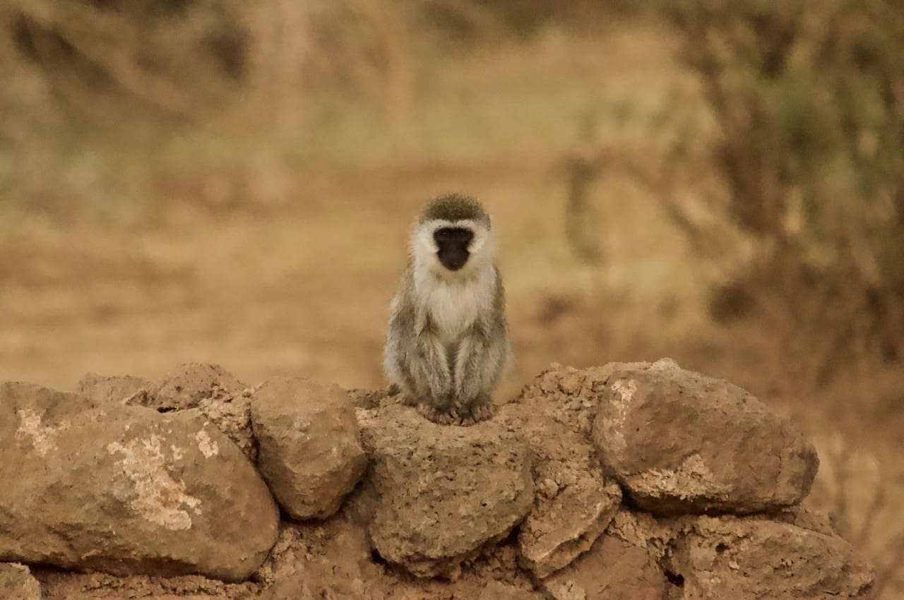 An adorable primate in Kenya looks directly into camera.