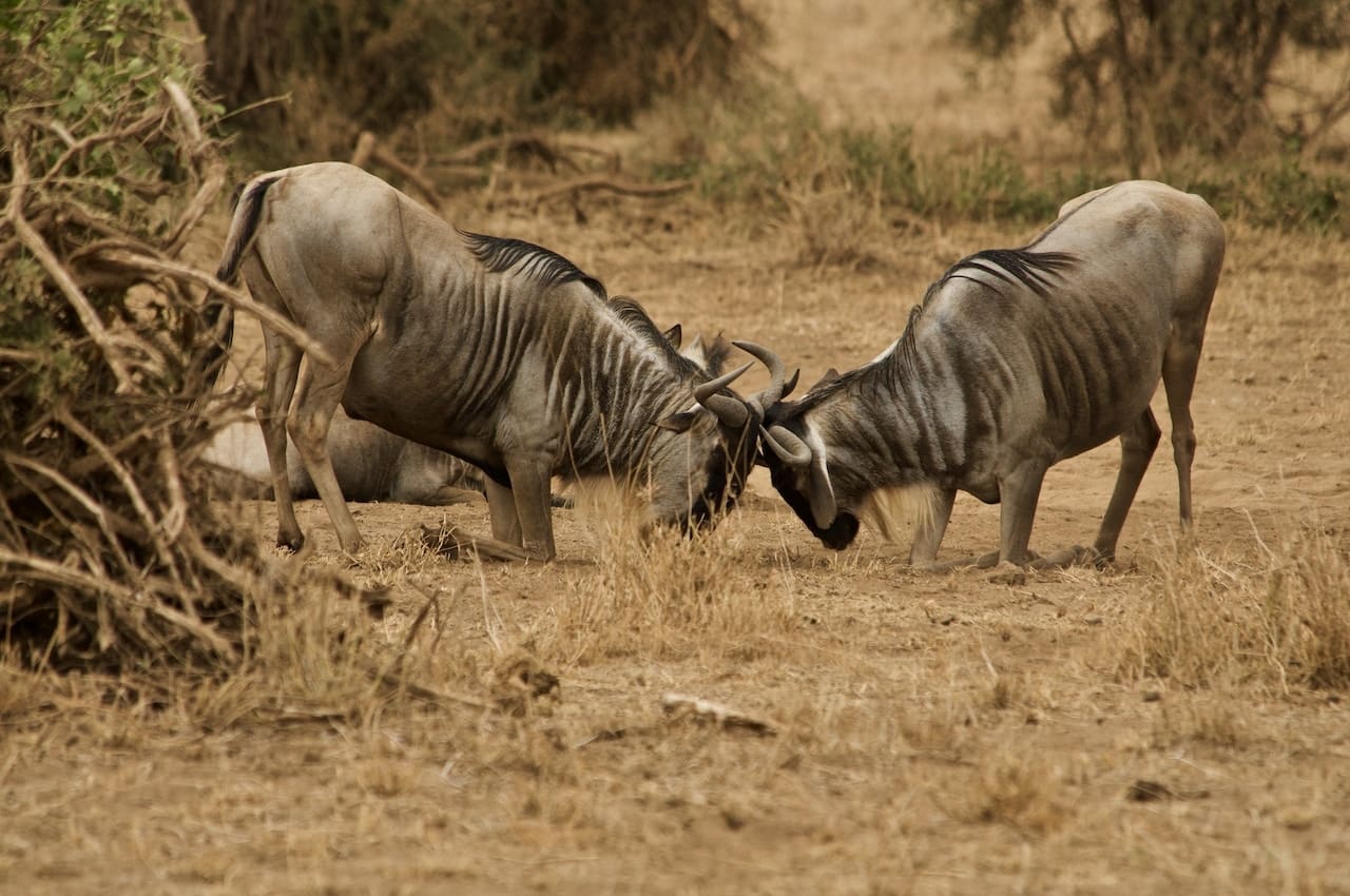 Two wildebeest clash heads and horns in a savannah.