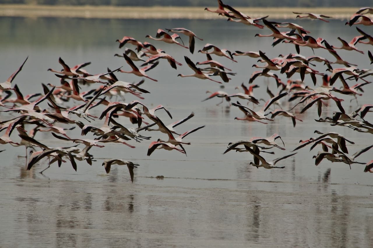 A flock of flamingos fly just above Lake Nakuru, Kenya.