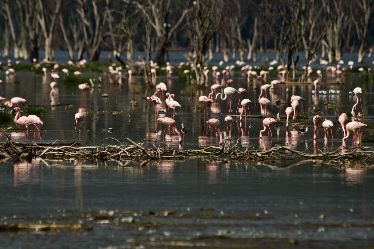 Flamingos grazing Lake Nakuru.