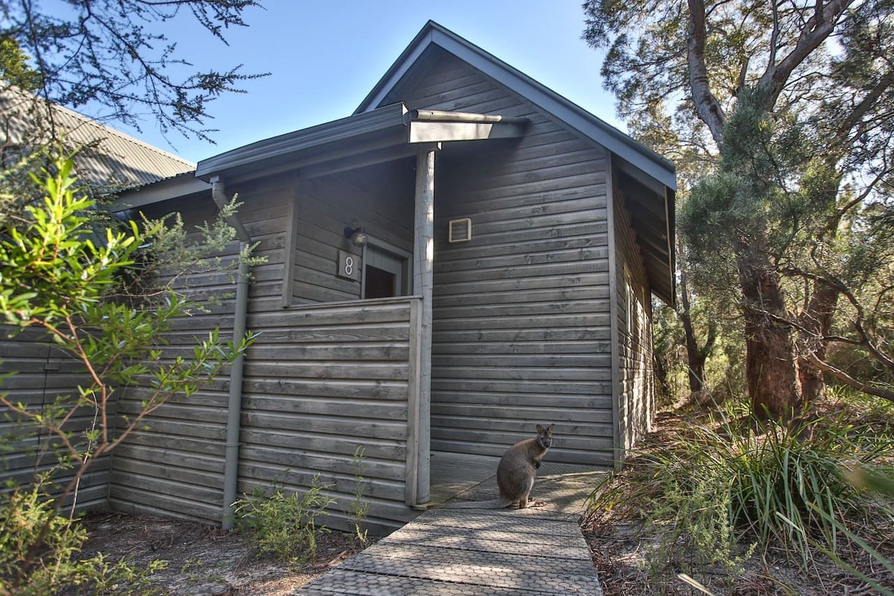 A wallaby perched right in front of a private cabin at Freycinet Lodge.