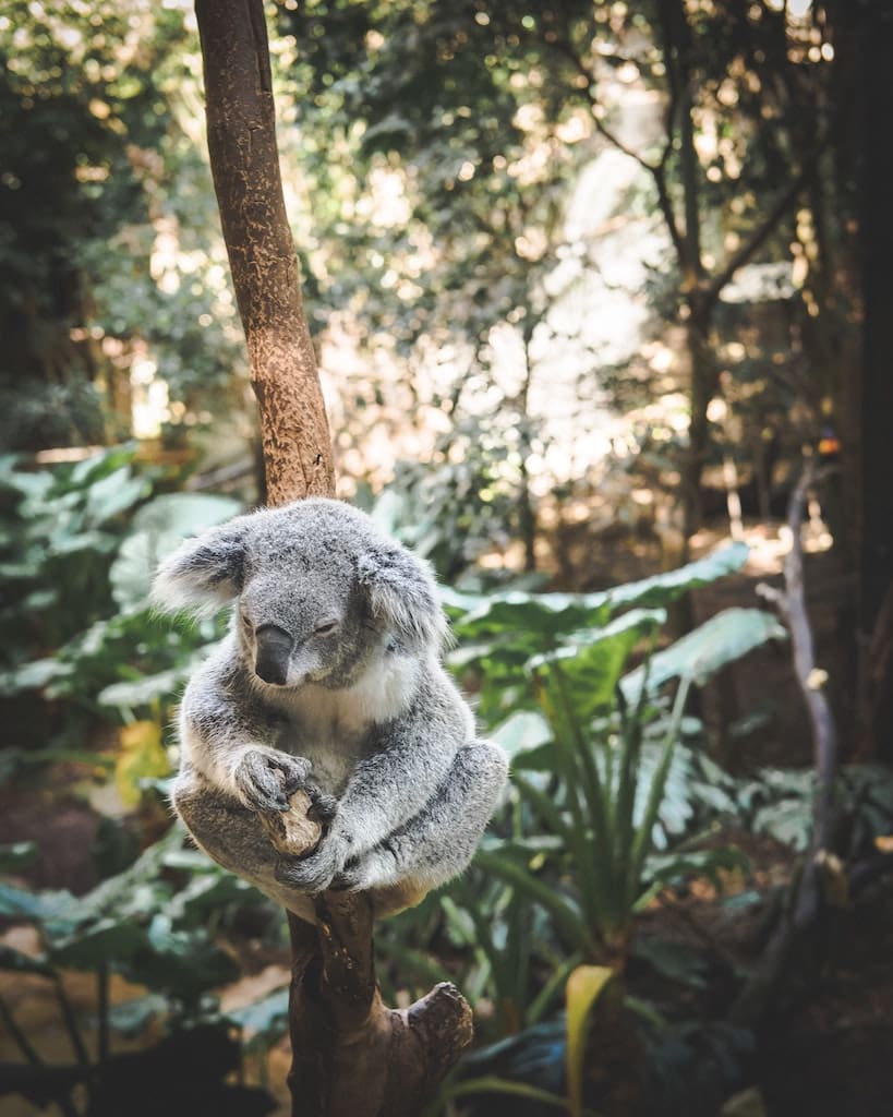An Aussie Koala.